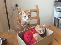 To think my new kitten is far too Cute?