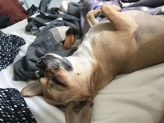 Show me your DPups!