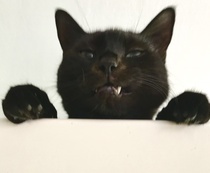 Anyone else really love their cat?