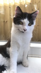 Cats Protection, how long between homecheck and new kitties?