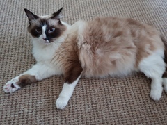 Please don't forget the older cats.