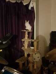 To think my new kitten is far too Cute?