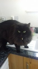 Please don't forget the older cats.