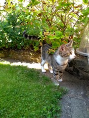 Cat has spots and stripes? (Pics)