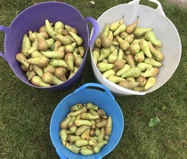 Allotment?Veg Patch Thread 13! Are we weathering the weather?