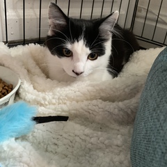 What's your DCat up to today? (Thread 7!)