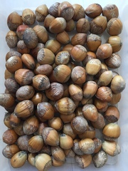 Tree similar to hazel - edible nuts?