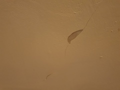 Ceiling paint flaking off