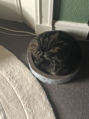 What's your DCat up to today? (Thread 7!)