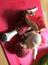 Any Witches Here ? Part 2