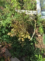 Plant ID help please