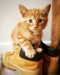 To think my new kitten is far too Cute?
