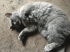 Anyone else really love their cat?