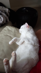 Anyone else really love their cat?