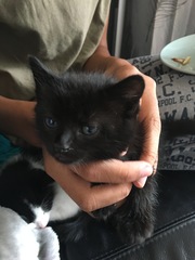 To ask you to help name my kittens?