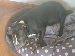 To have fallen in love with Staffies?