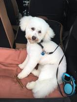AIBU and treating dog like a baby?