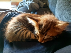 To think my new kitten is far too Cute?