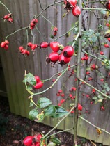 Are these rosehips?  Is there something I can do with them?