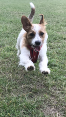 Show me your DPups!