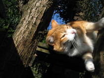 To leave neighbour who stole my cat a note