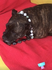 To have fallen in love with Staffies?