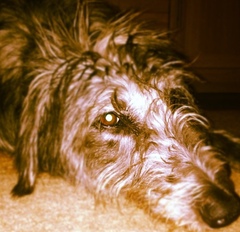 Tell me about your doggies! Quiz!
