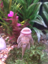 Pet advice for upset DD