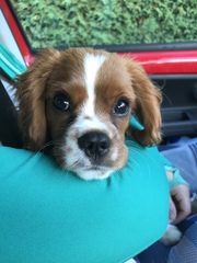 We're not that old but we're losing our hair... Do you still need us, now we're sixty four?! - CANCER SUPPORT THREAD 64