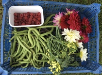 Allotment?Veg Patch Thread 13! Are we weathering the weather?