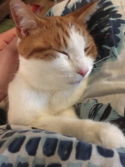 Please don't forget the older cats.