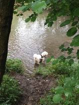 AIBU and treating dog like a baby?