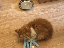 To think my new kitten is far too Cute?