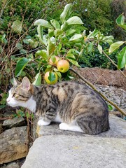 Cat has spots and stripes? (Pics)