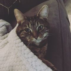 Anyone else really love their cat?