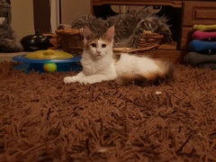 To think my new kitten is far too Cute?