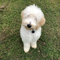 Show me your DPups!