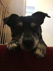 To have fallen in love with Staffies?
