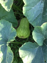 Allotment?Veg Patch Thread 13! Are we weathering the weather?