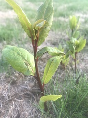 Plant / weed id please