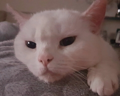 Anyone else really love their cat?