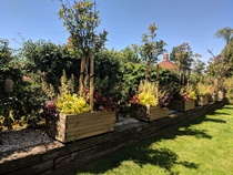 Front garden layout/planting ideas
