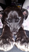 To have fallen in love with Staffies?