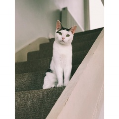 To ask you to help me name my cat?