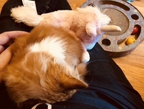 To think my new kitten is far too Cute?