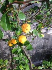 Does anyone recognise this plant with yellow fruit!