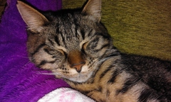 Anyone else really love their cat?