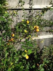 Does anyone recognise this plant with yellow fruit!