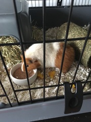 Welcome to new piggies!