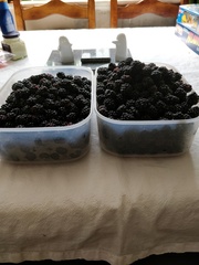 To think that this year’s blackberry crop is poor?